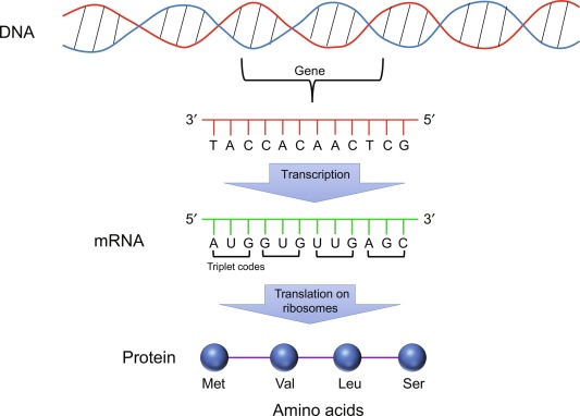 DNA Central Dogma